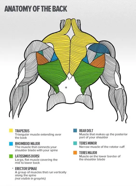 the anatomy of the back