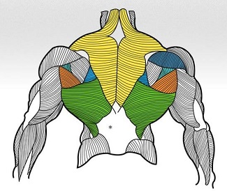 The Anatomy of a persons back