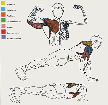 showing the muscles used while performing a push-up