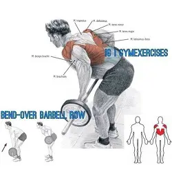 Muscles used when someone performs the bent over barbell row